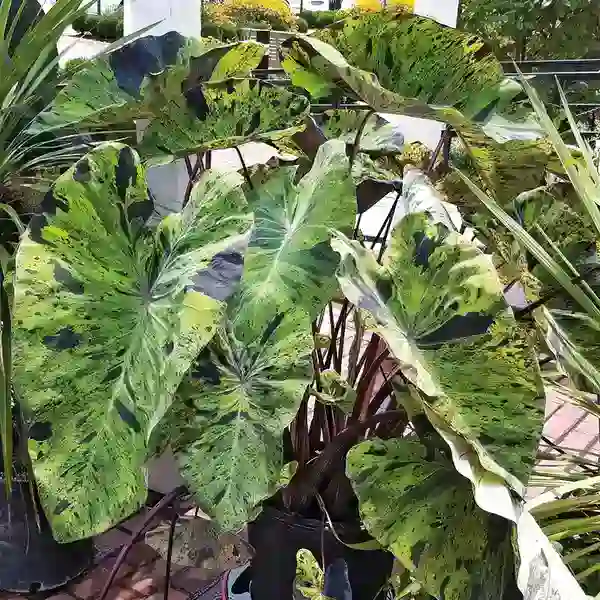 Colocasia Black Mojito