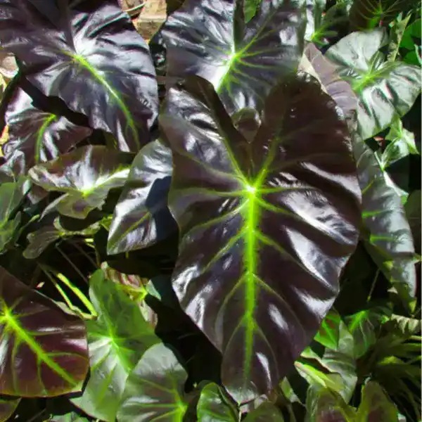 Colocasia Coal Miner