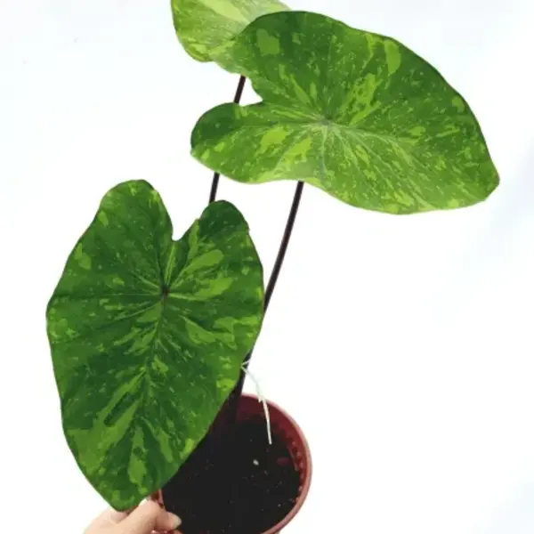 Colocasia Lime Gecko - Image 3