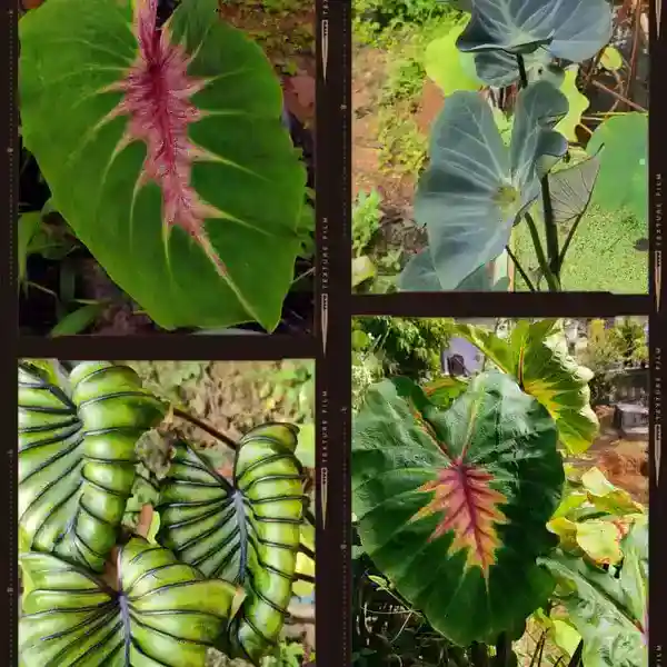 Colocasia 4 Varieties Pack