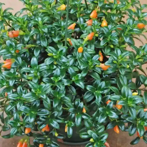 Goldfish Pant (Columnea Nematanthus )