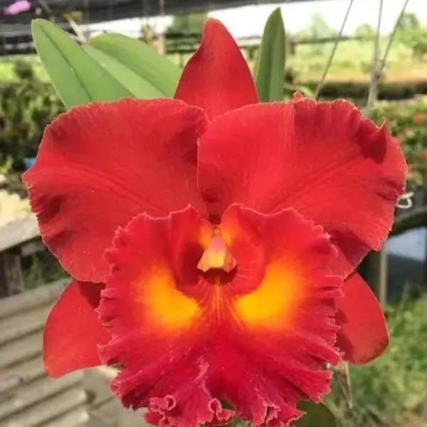 Cattleya(CS-028)