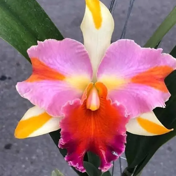 Cattleya(CS-029)