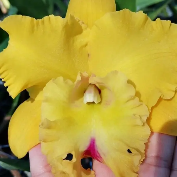 Cattleya(CS-032)