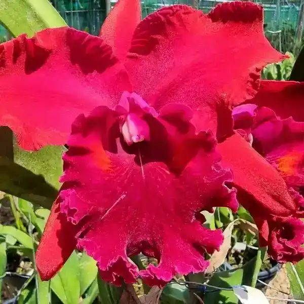 Cattleya (CS-033)