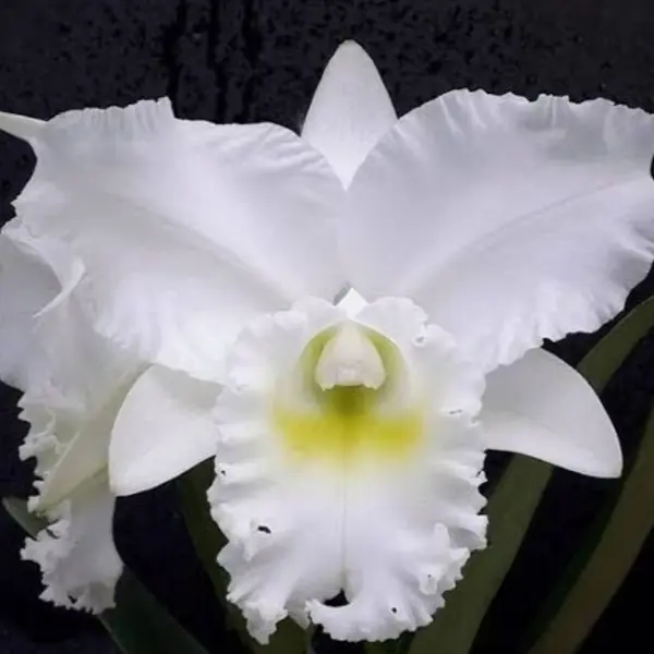 Cattleya(CS-035)