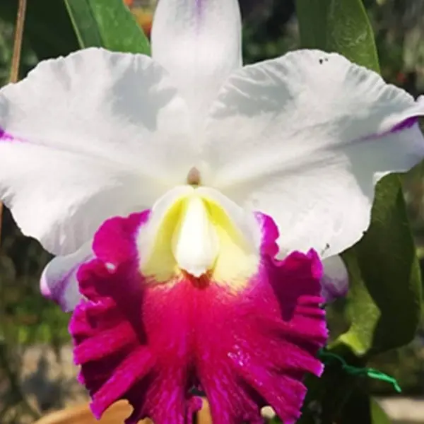 Cattleya(CS-037)