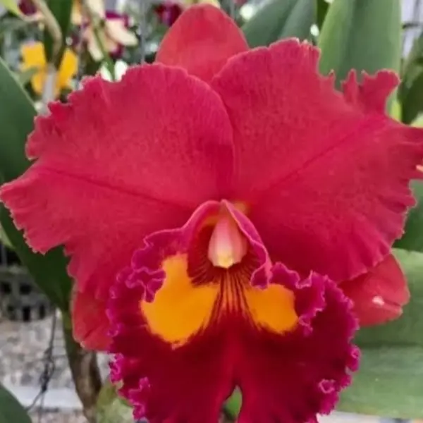 Cattleya(CS-038)