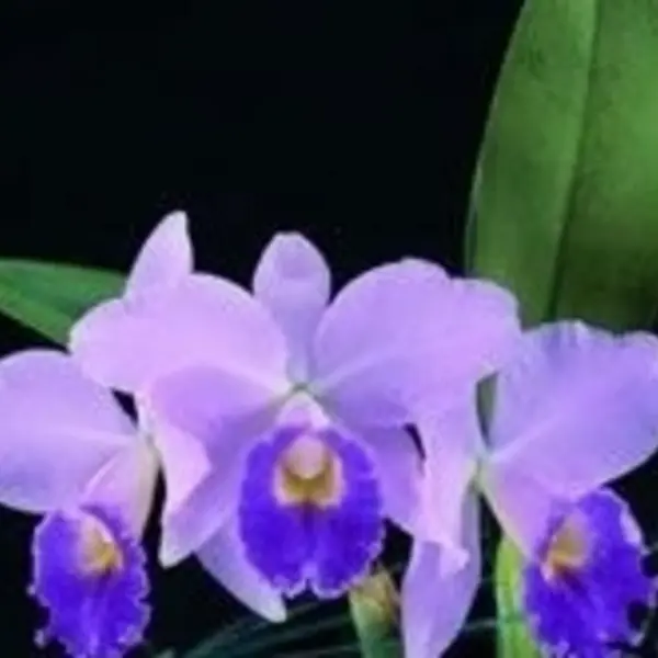 Cattleya(CS-039)