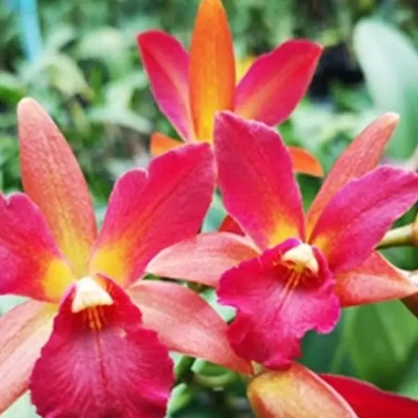 Cattleya(CS-041)