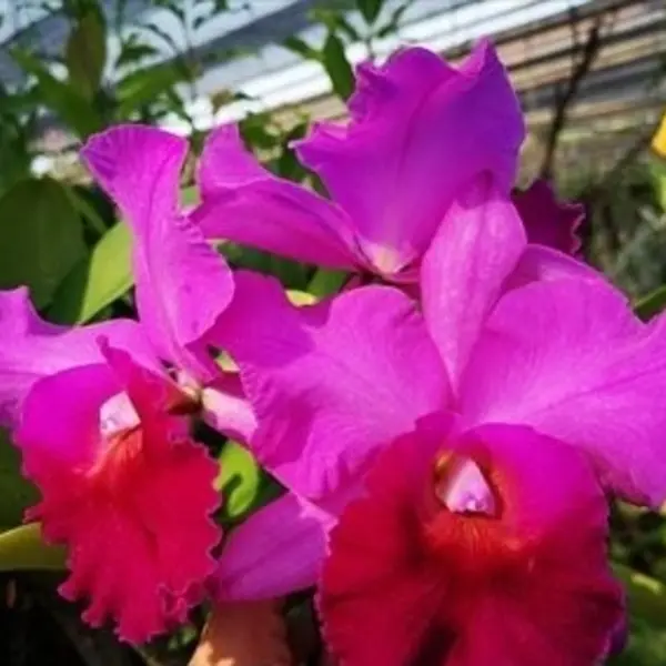 Cattleya(CS-043)