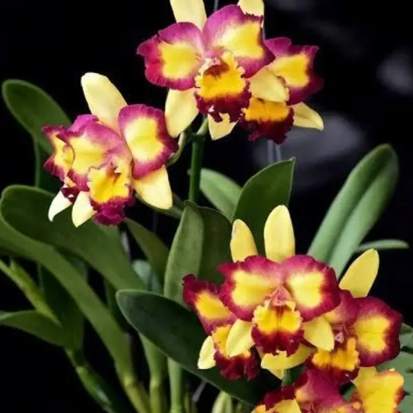 Cattleya(CS-046)