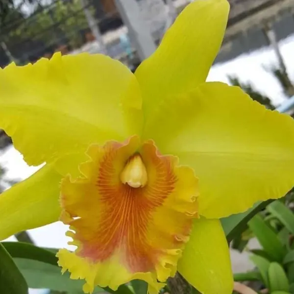 Cattleya(CS-049)