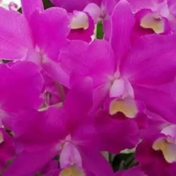 Cattleya(CS-054)