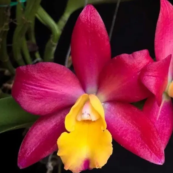 Cattleya(CS-055)