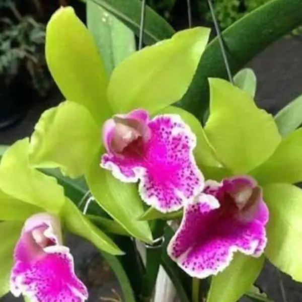 Cattleya(CS-056)