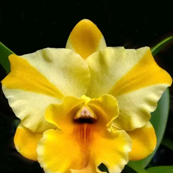 Cattleya (CS-060)