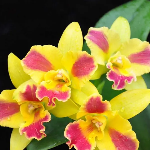 Cattleya (CS-063)