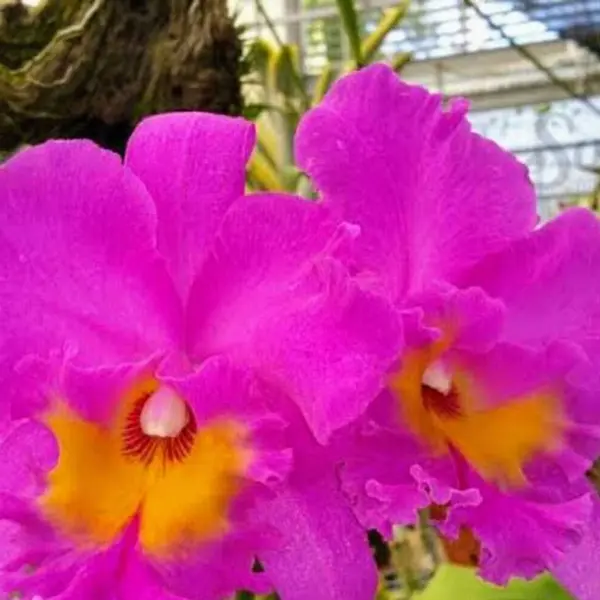 Cattleya (CS-066)