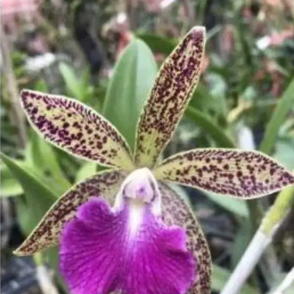 Cattleya (CS-069)