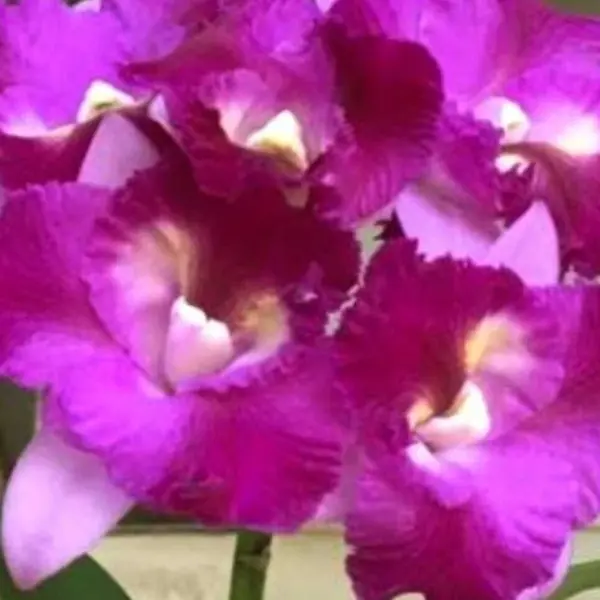 Cattleya (CS-070)