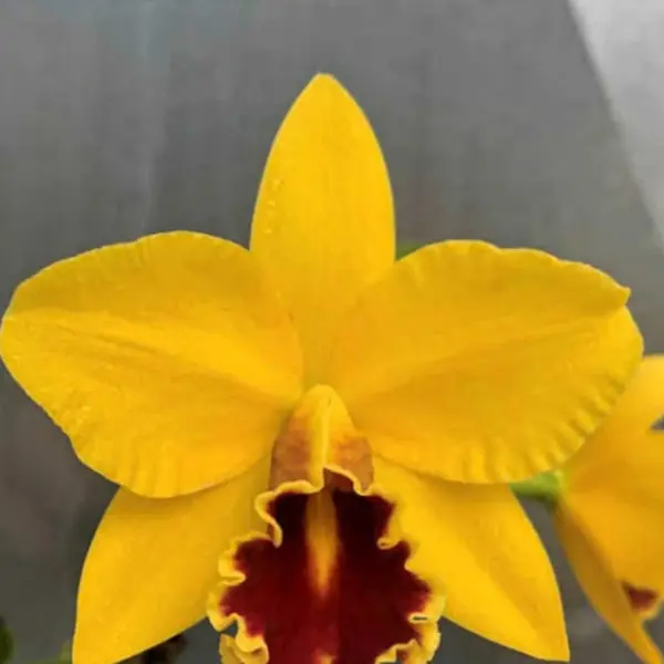 Cattleya (CS-071)