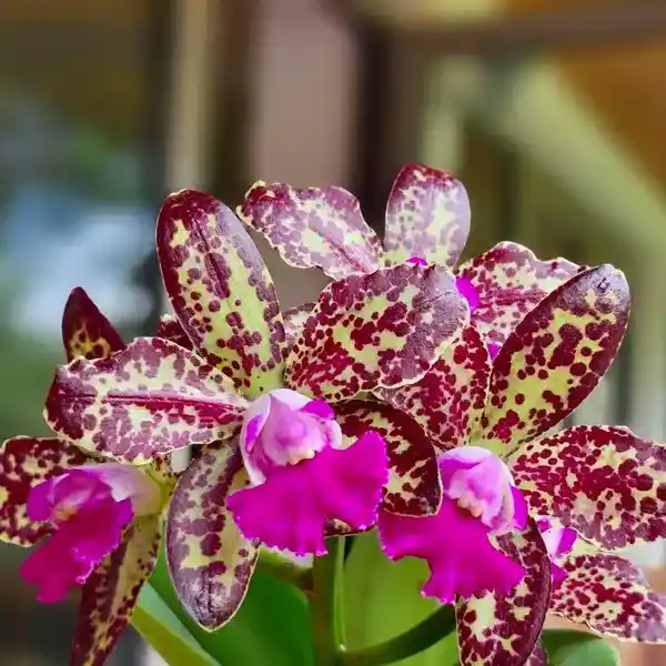 Cattleya (CS-072)