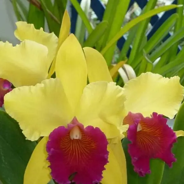 Cattleya (CS-077)