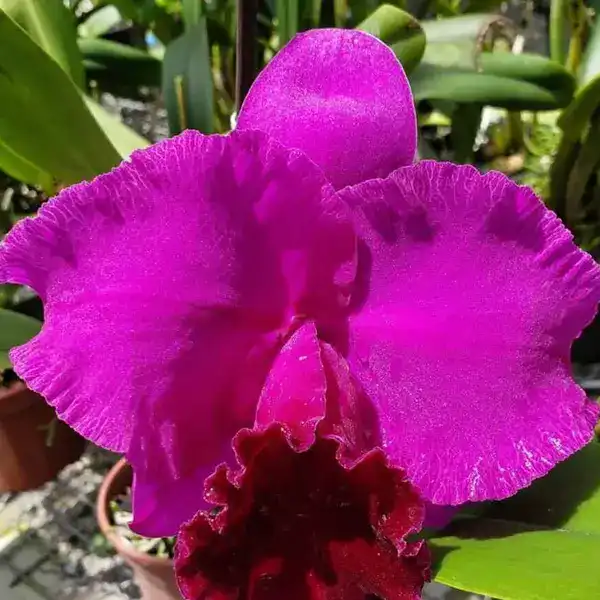 Cattleya (CS-081)