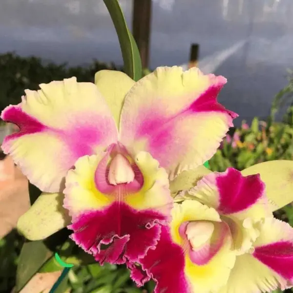 Cattleya (CS-083)