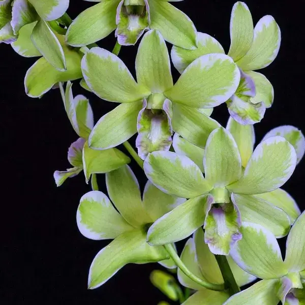 Dendrobium Variegated Green Blooming Stage