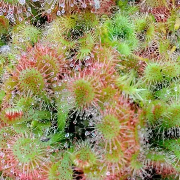 Drosera spatulata