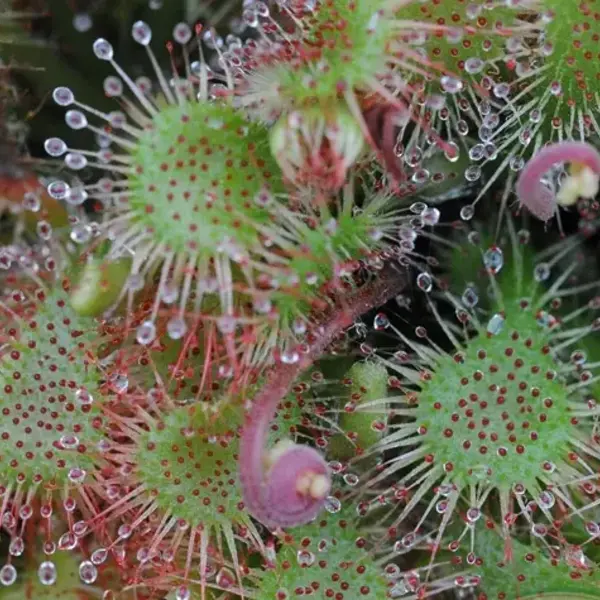Drosera spatulata