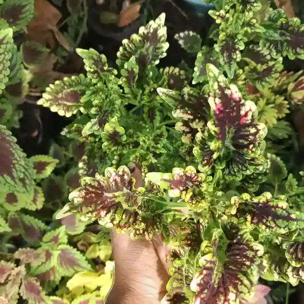 Coleus plant-C 04