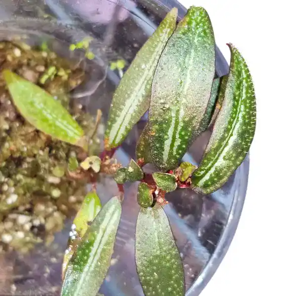 Sonerila Tepuai Blue