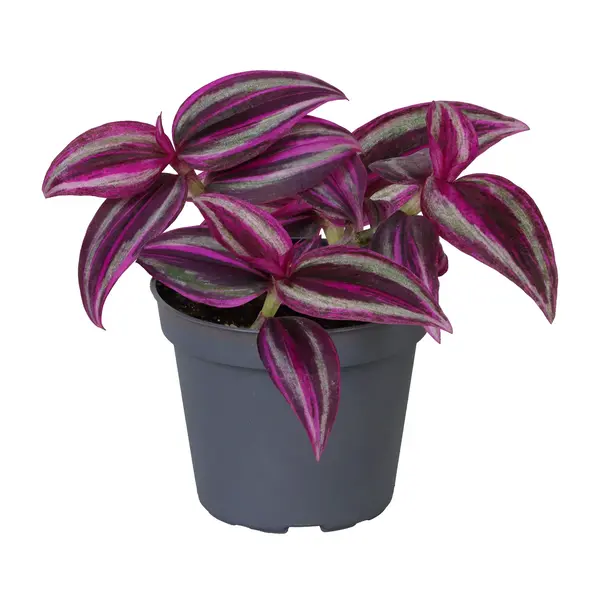 Tradescantia Red Gem
