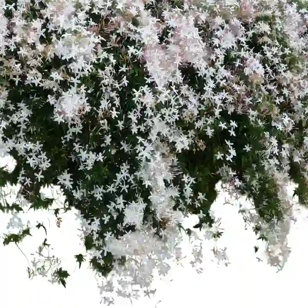 Star Jasmine(Kakkada mulla)