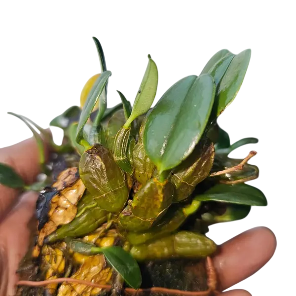 Dendrobium Jenkinsii