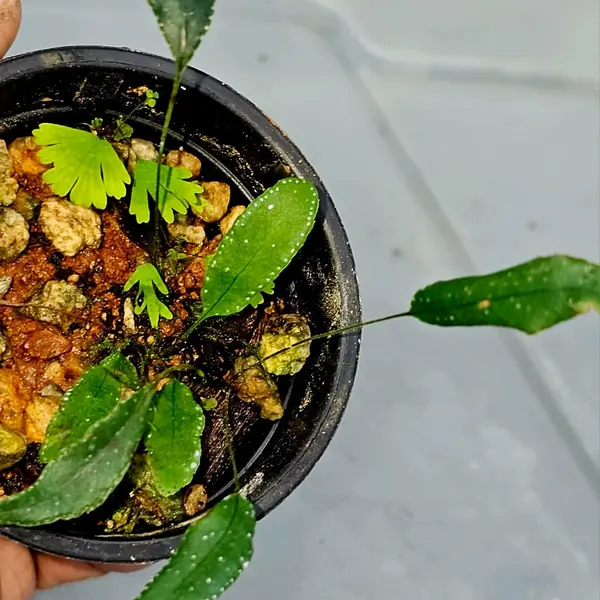 Selaginella ‘Pearl’