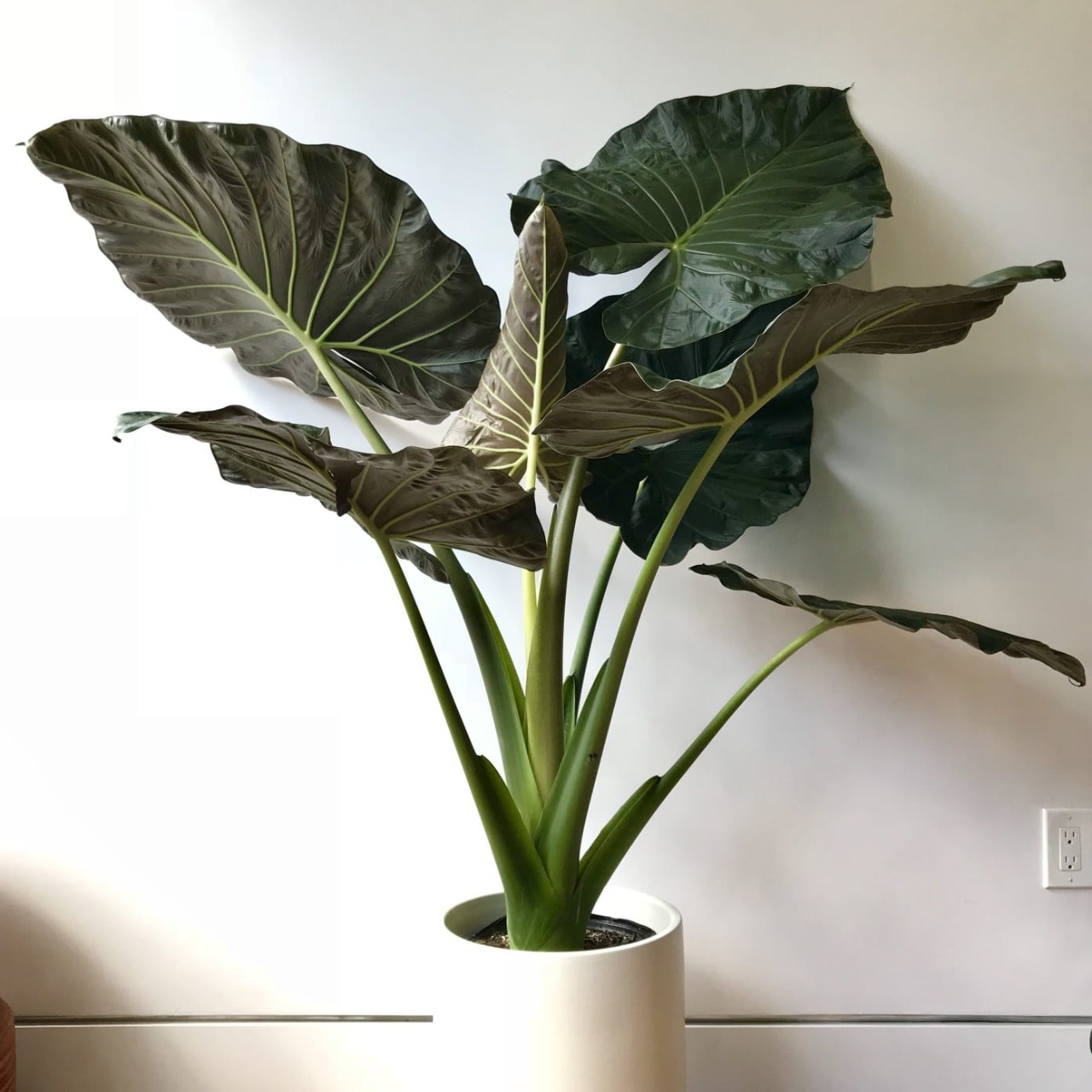Alocasia Regal Shields