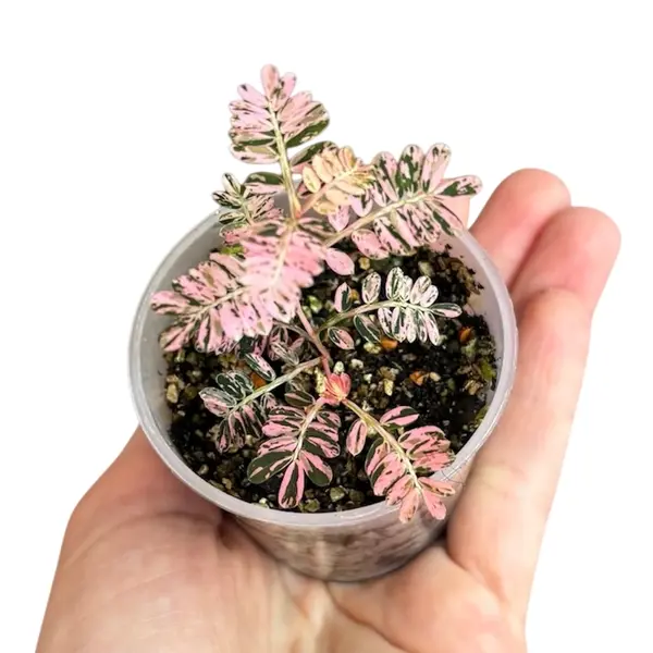 Phyllanthus Urinaria Pink Variegated