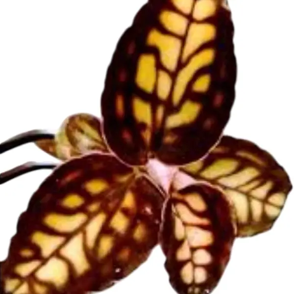Jewel Orchid White Stenoglossa
