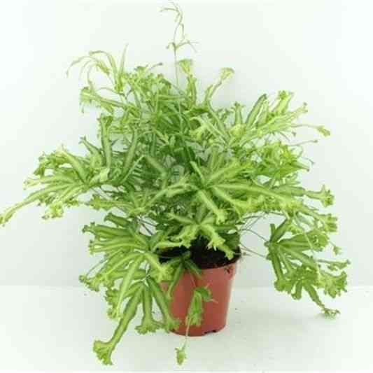 Pteris cretica mayii