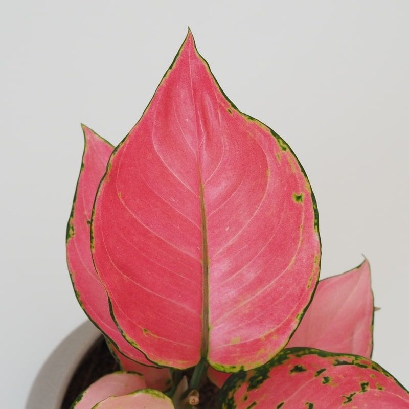 Hongyang Pink Star Aglaonema - Image 2