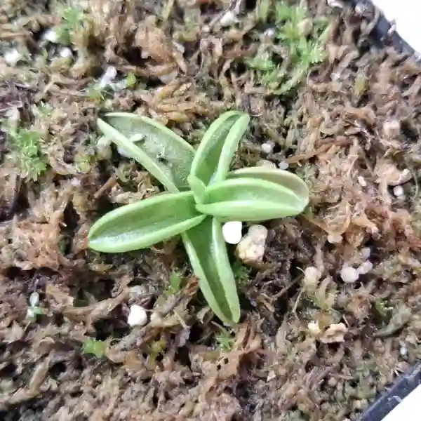 Pinguicula primuliflora