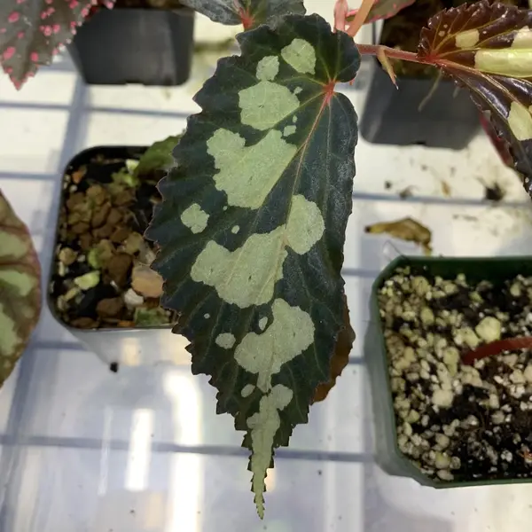 Begonia Malachostica