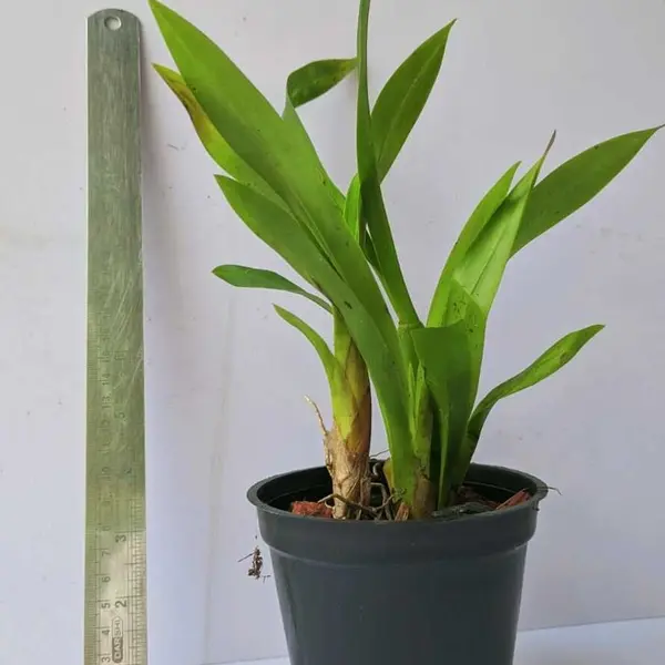 Dancing Girl Yellow Seedlings - Image 2