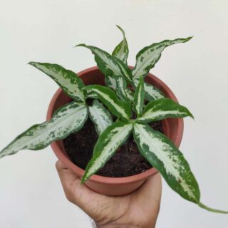 Little Star Syngonium - Rare
