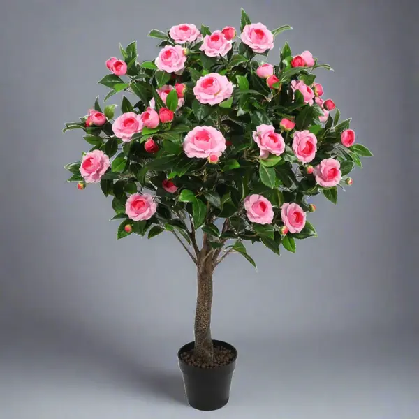 Camellia japonica - Japanese Camellia