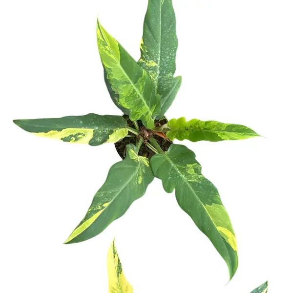 Philodendron Pinnatifidum variegated